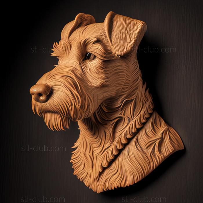 st Lakeland Terrier dog